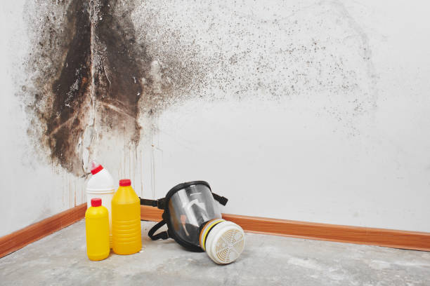 Best Office Mold Removal Services  in Vassar, MI