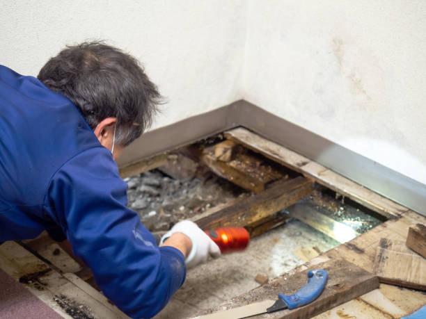 Best Mold Testing  in Vassar, MI