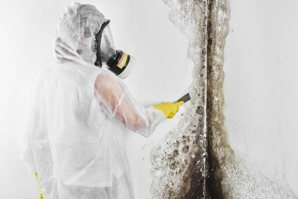 Office Mold Removal Services in Vassar, MI