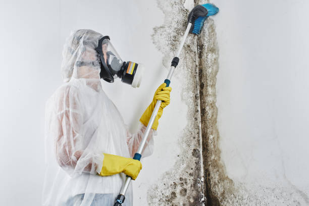 Best Mold Remediation  in Vassar, MI