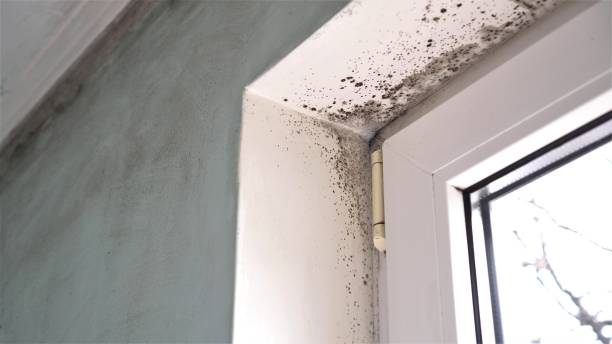 Best Residential Mold Removal  in Vassar, MI