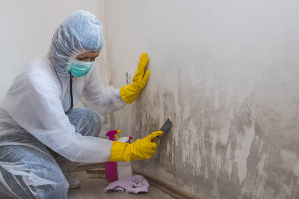Best Affordable Mold Removal  in Vassar, MI