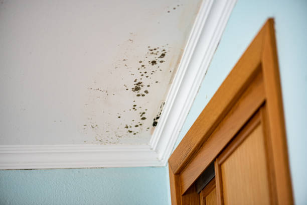 Best Home Mold Removal  in Vassar, MI