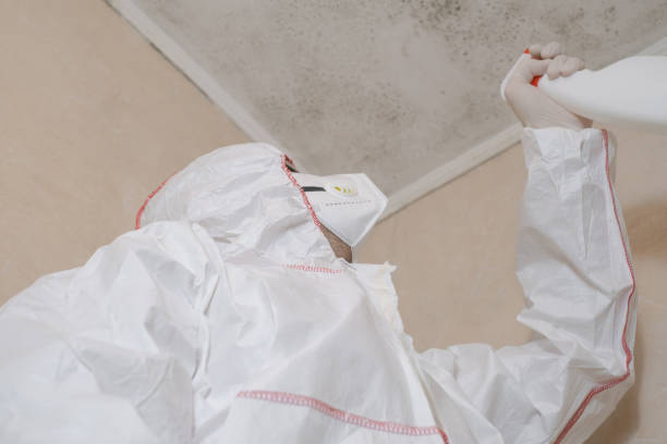 Best Affordable Mold Removal  in Vassar, MI