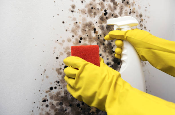 Best Mold Testing  in Vassar, MI