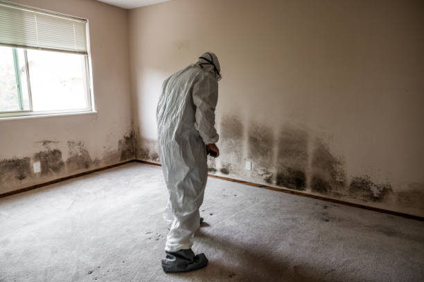 Best Toxic Mold Removal  in Vassar, MI