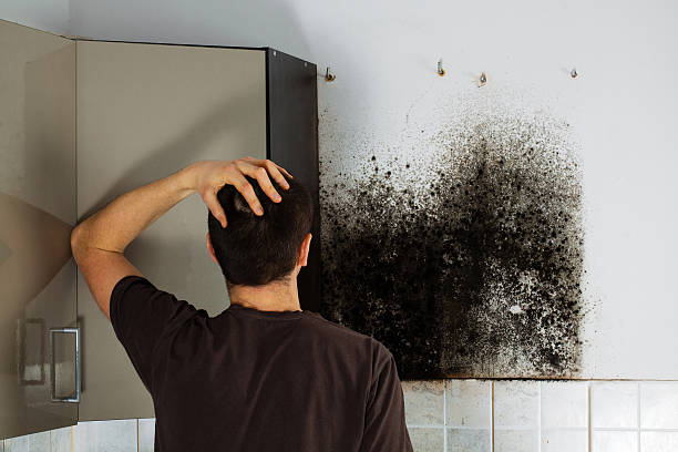 Mold Removal Process in Vassar, MI