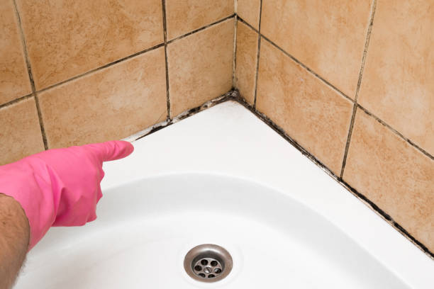 Best Mold Removal Company Near Me  in Vassar, MI