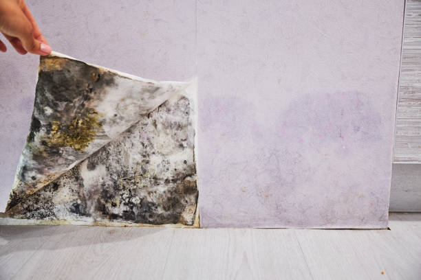  Vassar, MI Mold Removal Pros